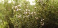 /album/photo-gallery-macro-photography/sides-thyme-flowers-1-jpg/